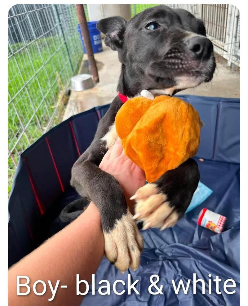 A young medium-sized male Labrador Retriever dog named Cosmos for adoption in Hampton, VA