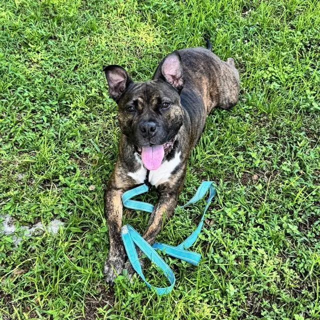An adult large-sized female Staffordshire Bull Terrier dog named Mabel for adoption in Naples, FL