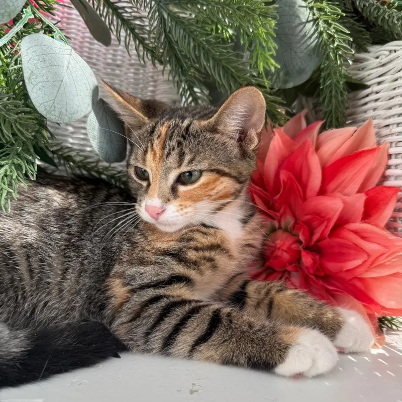 A baby small-sized female Torbie Domestic Short Hair cat named Kerfuffle Mayhem for adoption in Eaton Rapids, MI