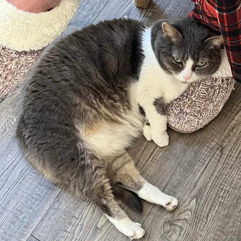 A senior medium-sized female Gray / Blue / Silver Domestic Short Hair cat named Luna for adoption in Novelty, OH