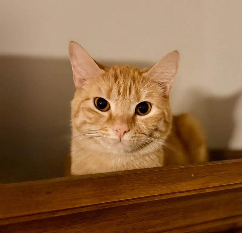 A young medium-sized male Orange / Red Domestic Short Hair cat named Rusty for adoption in Columbia, SC