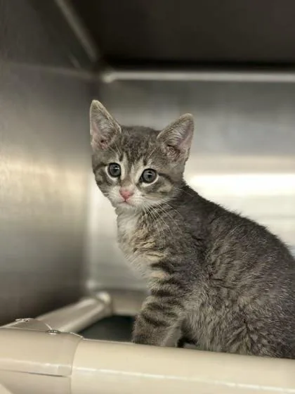 A baby small-sized male Domestic Short Hair cat named Bubbles for adoption in Munster, IN