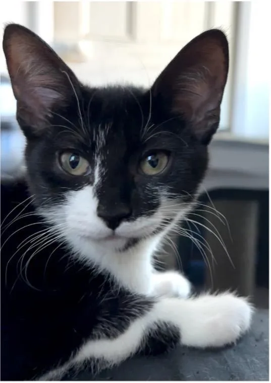 A baby small-sized female Domestic Short Hair cat named Lochness for adoption in Beacon, NY