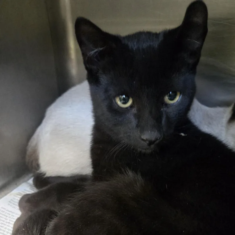A baby small-sized male Domestic Short Hair cat named Malcom for adoption in Murray, UT
