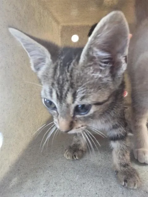 A baby small-sized female Domestic Short Hair cat named A for adoption in Louisville, KY