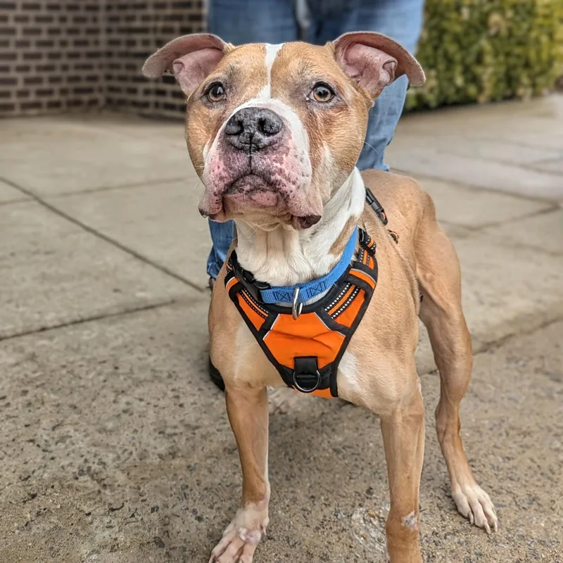 An adult large-sized male White / Cream Pit Bull Terrier dog named Rusty for adoption in Potomac, MD