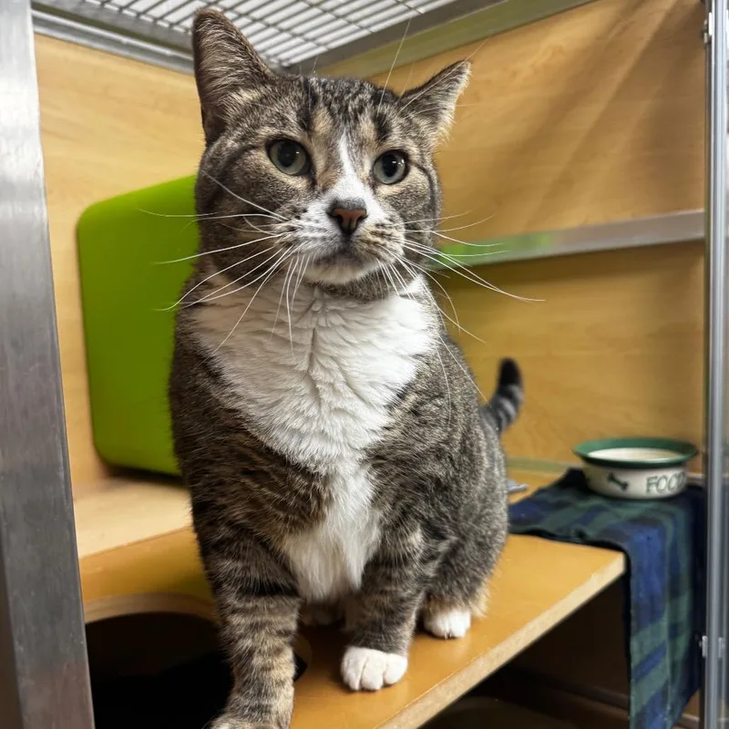 An adult large-sized female Brown / Chocolate Domestic Short Hair cat named Nutmeg for adoption in Brookfield, WI