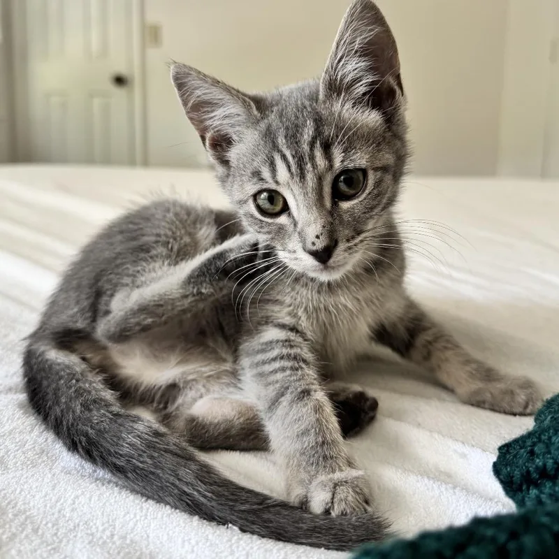 A baby small-sized female Gray / Blue / Silver Domestic Short Hair cat named Red Alert for adoption in Fredericksburg, VA
