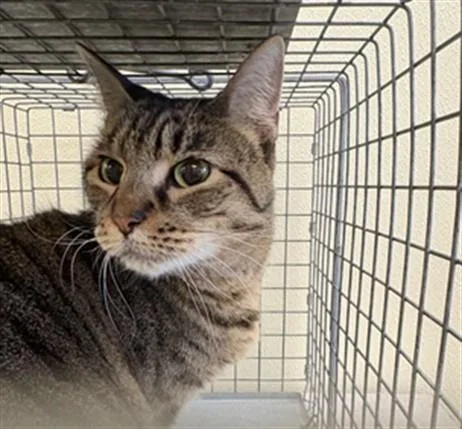 An adult medium-sized female Domestic Short Hair cat named Maggie for adoption in Fort Myers, FL