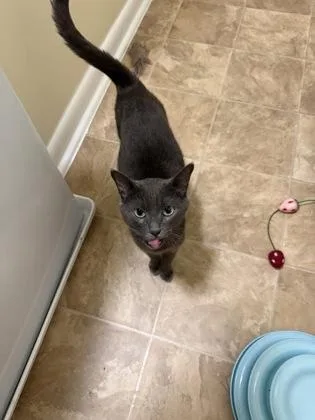 An adult small-sized female Domestic Short Hair cat named Gravy mom for adoption in West Chester, PA