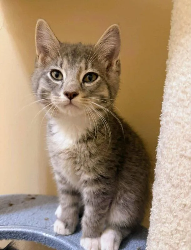A young medium-sized male Tabby cat named Sox for adoption in Knoxville, TN