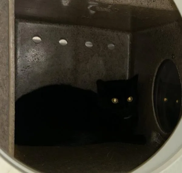 A young medium-sized female Domestic Medium Hair cat named Working Cat Beemer for adoption in Silverdale, WA
