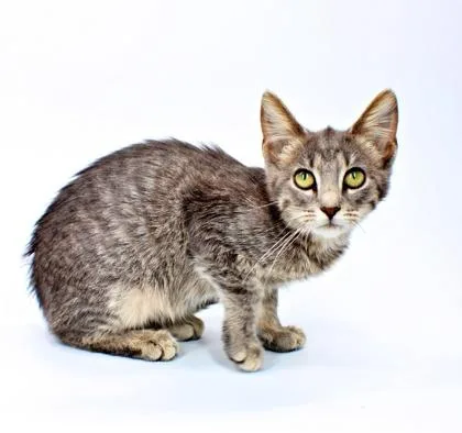A baby small-sized female Domestic Short Hair cat named Cleo for adoption in Morton Grove, IL