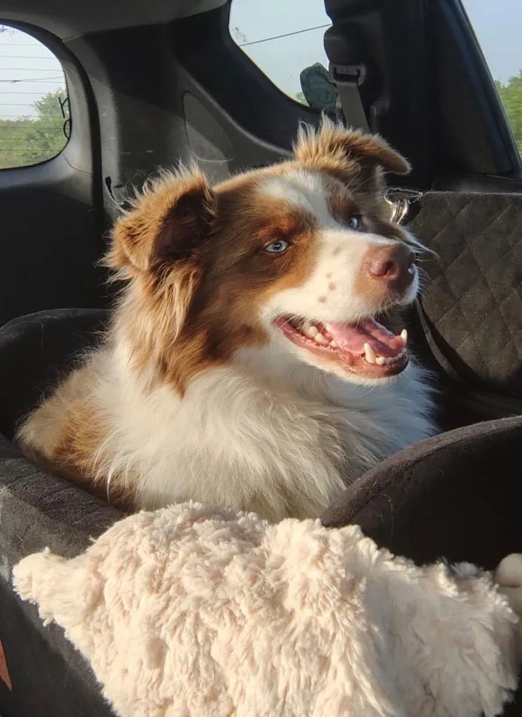 An adult medium-sized male Mixed Breed dog named Cooper for adoption in Labelle, FL