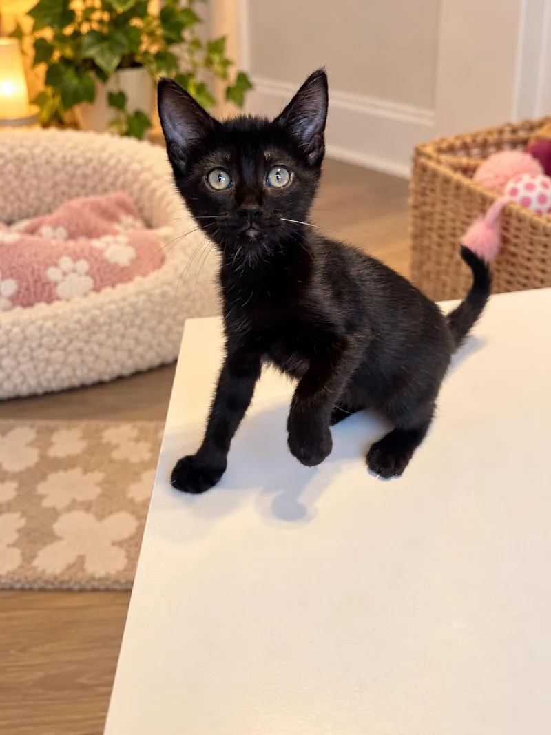 A baby medium-sized female Black Domestic Short Hair cat named Mercedes for adoption in Metairie, LA
