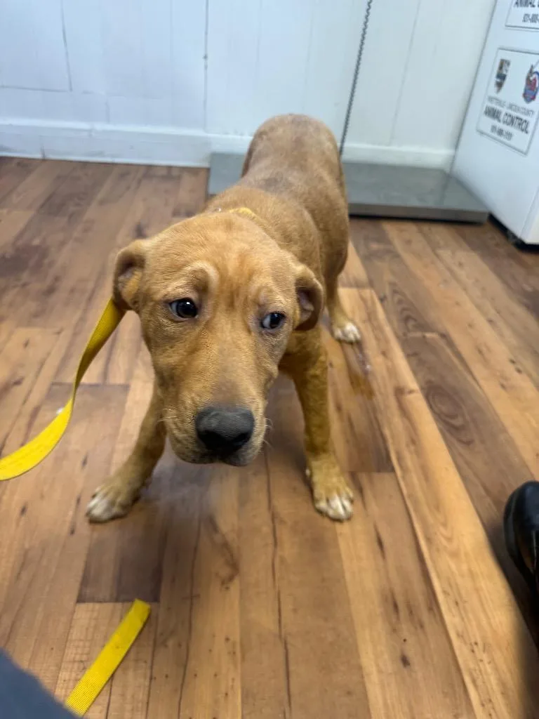 A baby medium-sized male Labrador Retriever dog named Zinc for adoption in Fayetteville, TN