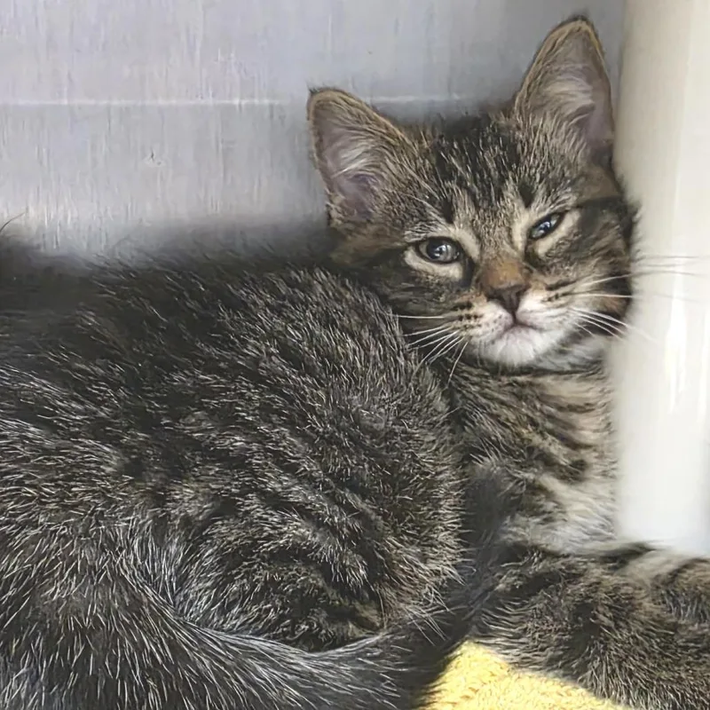 A baby small-sized female Brown / Chocolate Domestic Short Hair cat named Norway for adoption in Fort Wayne, IN