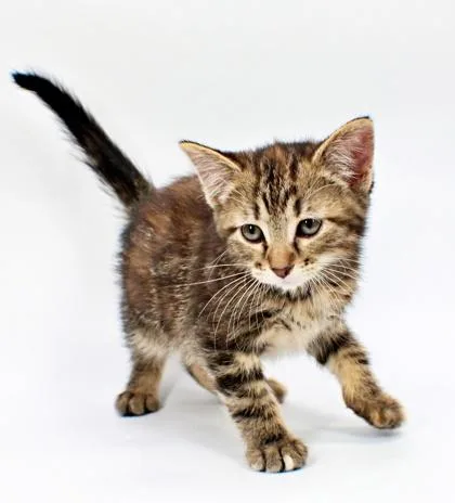 A baby small-sized female Domestic Short Hair cat named Jazmyn for adoption in Morton Grove, IL