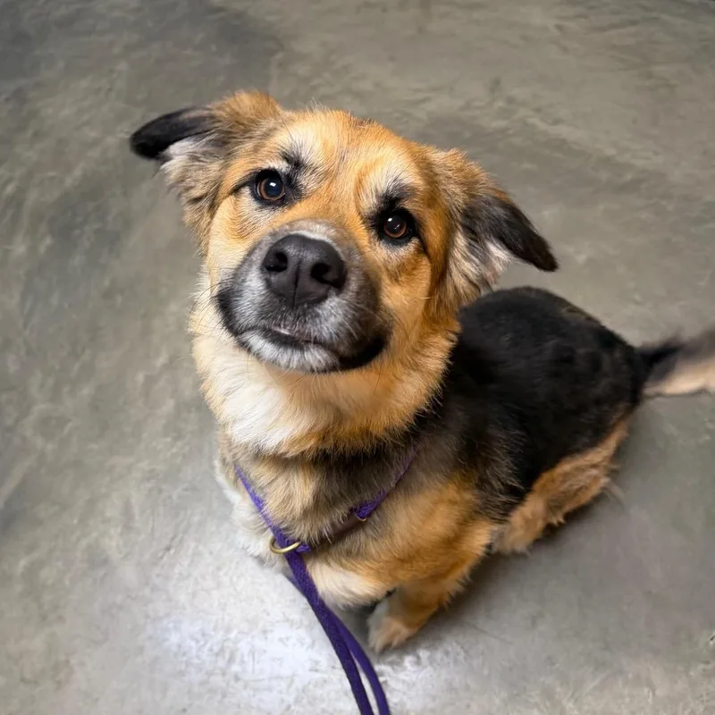 An adult large-sized female Black Mixed Breed dog named Mila for adoption in DeKalb, IL
