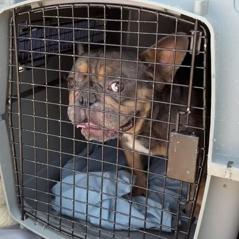 An adult small-sized male Gray / Blue / Silver French Bulldog dog named Hammy for adoption in Columbia, SC