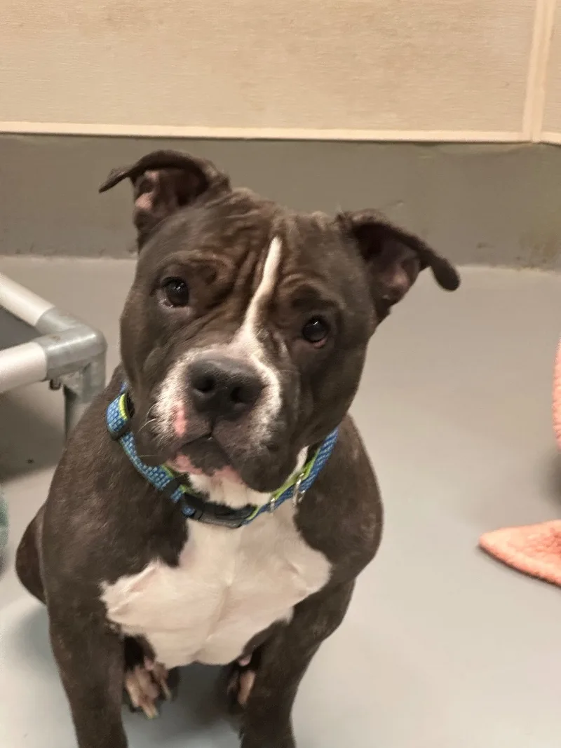 A young medium-sized female American Staffordshire Terrier dog named Bella for adoption in Yonkers, NY