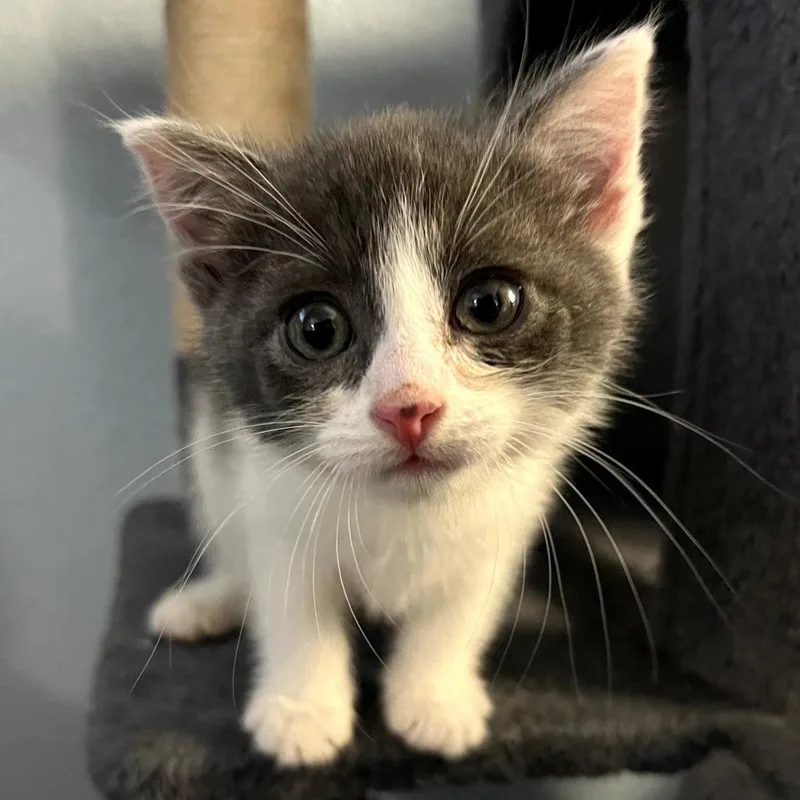 A baby small-sized female Gray / Blue / Silver Domestic Short Hair cat named Buffy for adoption in Tacoma, WA