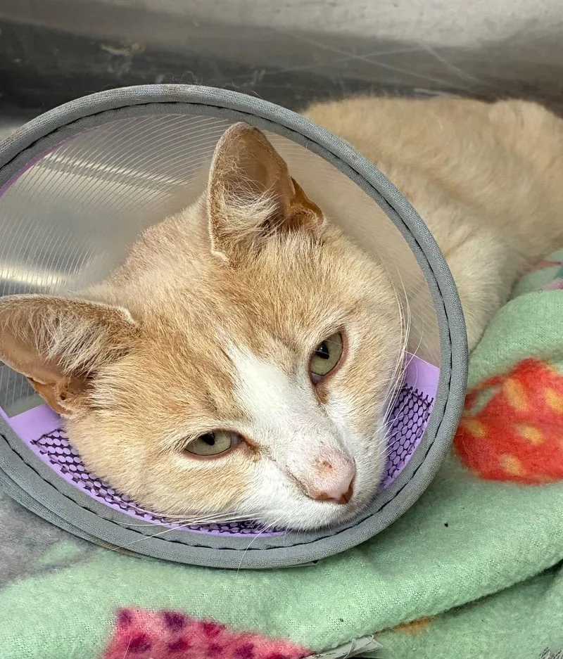 A young small-sized male Domestic Short Hair cat named Sharkbait for adoption in Hartsville, SC