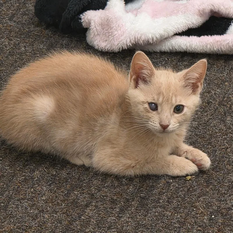 A baby small-sized female Domestic Short Hair cat named Nala for adoption in Newport News, VA