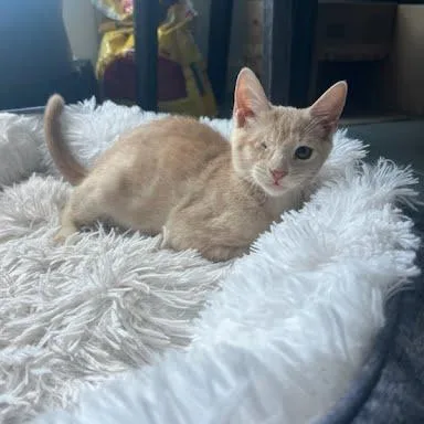 Nala thumbnail 2