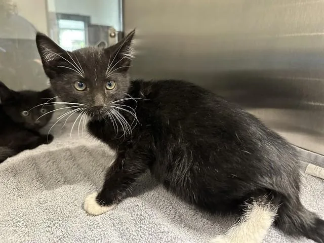 A baby small-sized male Domestic Short Hair cat named Chuck for adoption in San Luis Obispo, CA