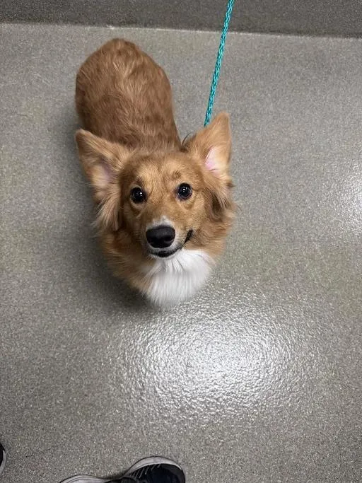 A young medium-sized female Cardigan Welsh Corgi dog named Toast for adoption in Las Vegas, NV