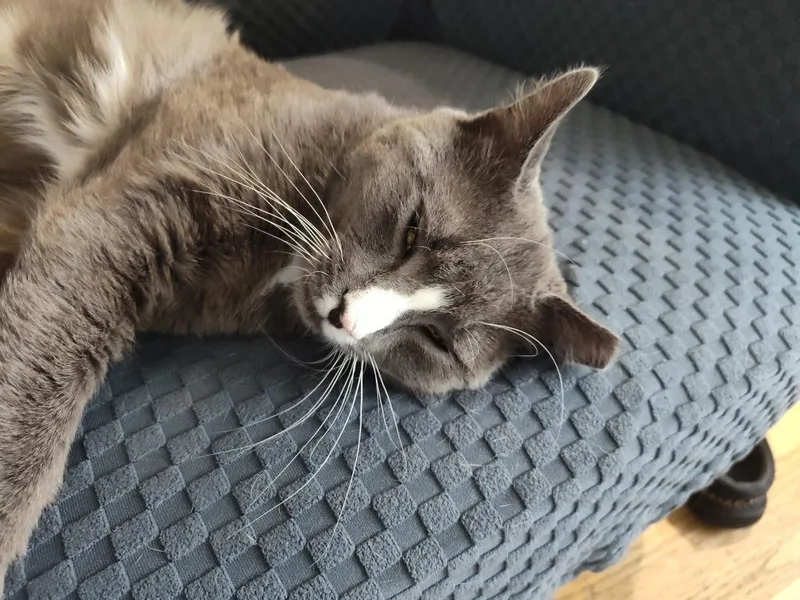 A young medium-sized male Domestic Short Hair cat named Lothar for adoption in Pawtucket, RI