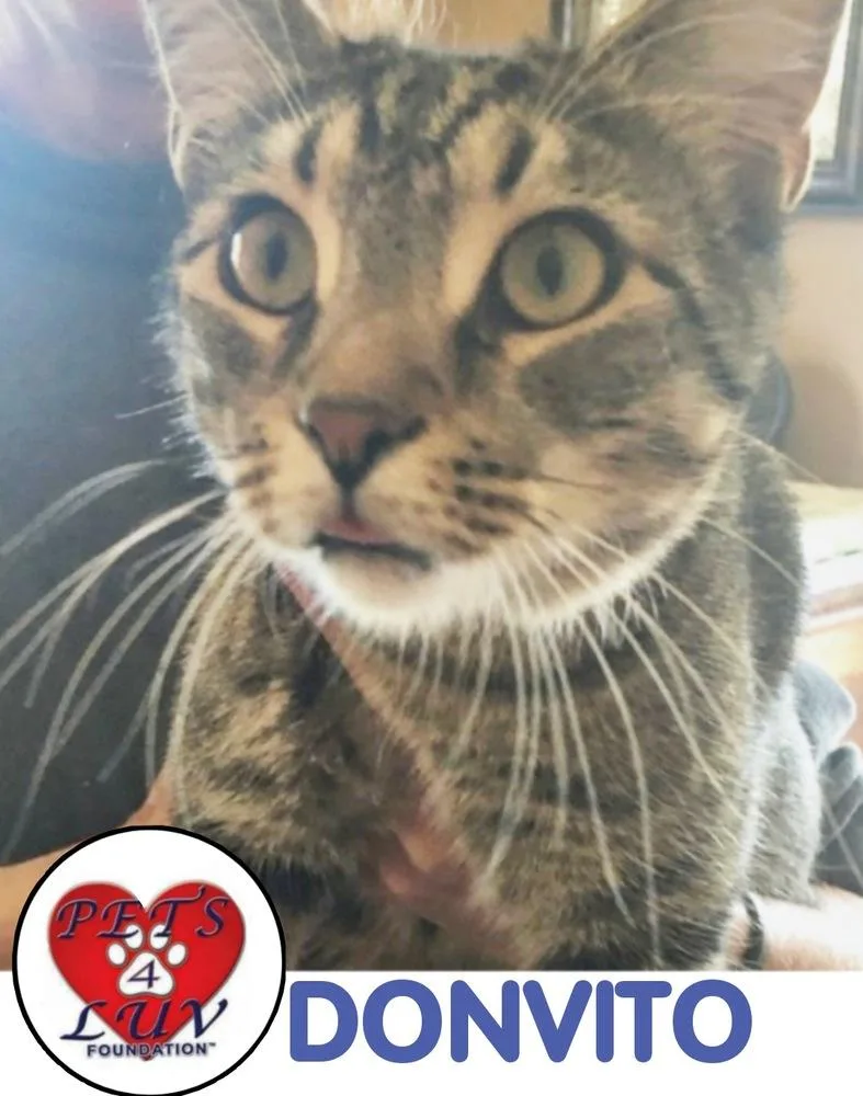 Don Vito Laurelton thumbnail 3