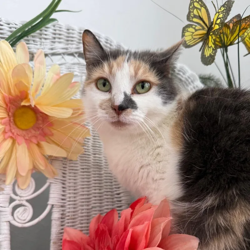 An adult medium-sized female Calico Domestic Short Hair cat named Kindred Spirit for adoption in Eaton Rapids, MI