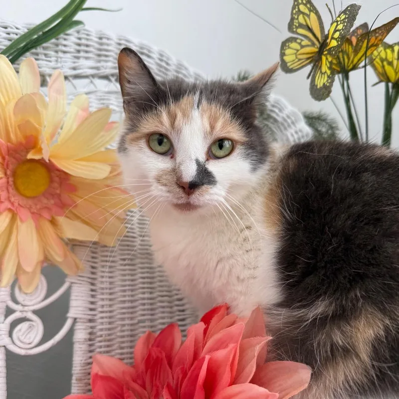 Kindred Spirit thumbnail 2