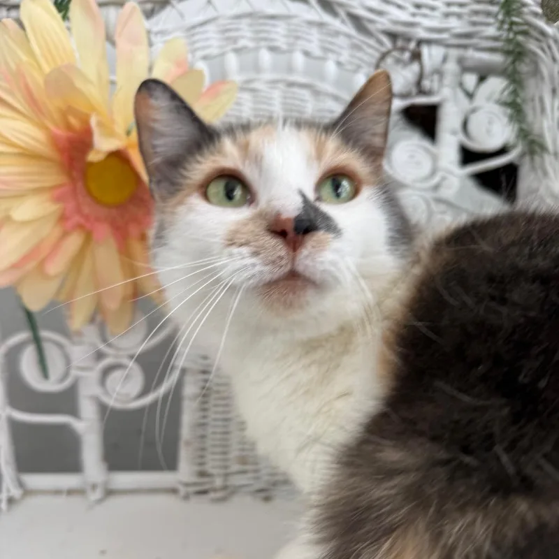 Kindred Spirit thumbnail 3