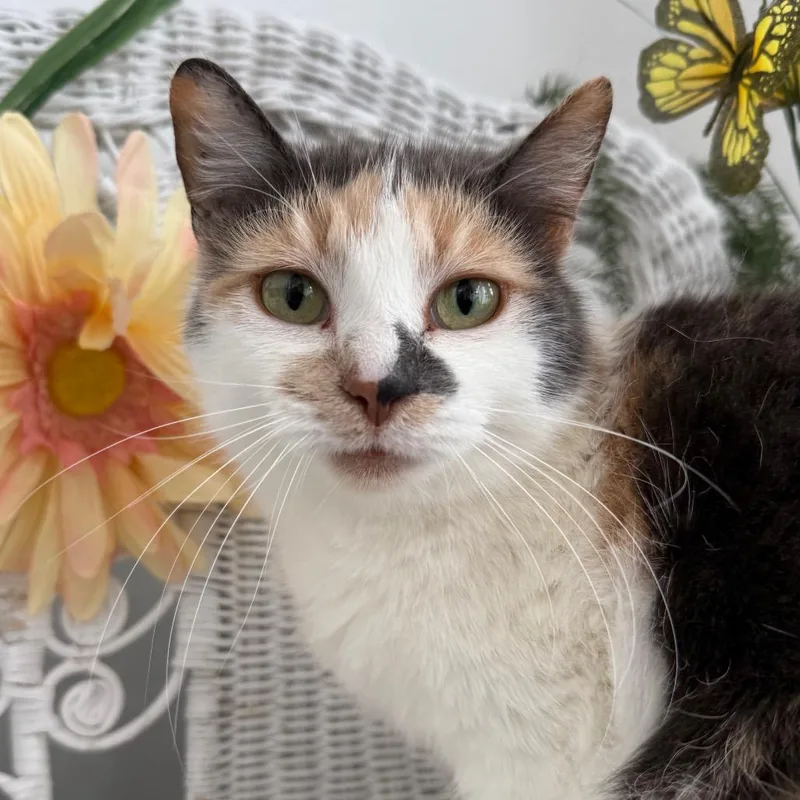 Kindred Spirit thumbnail 4