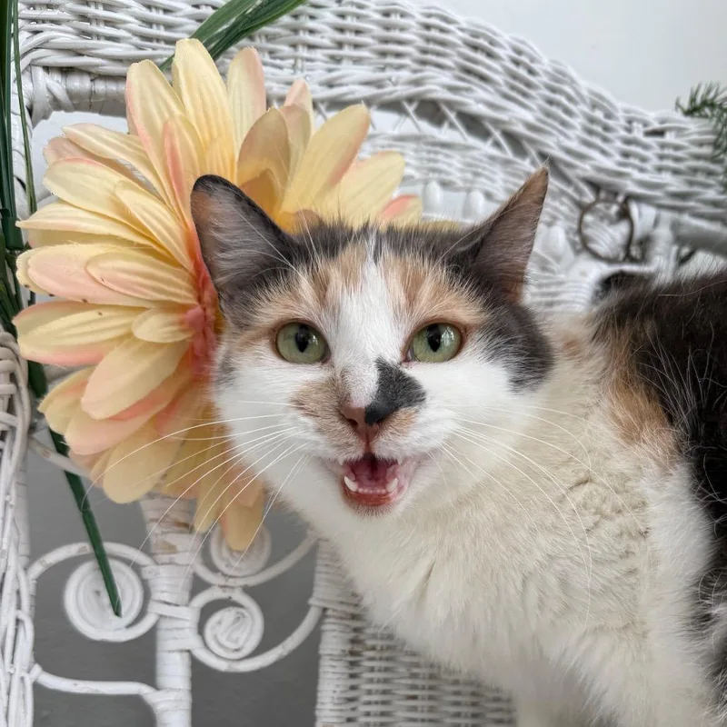 Kindred Spirit thumbnail 5