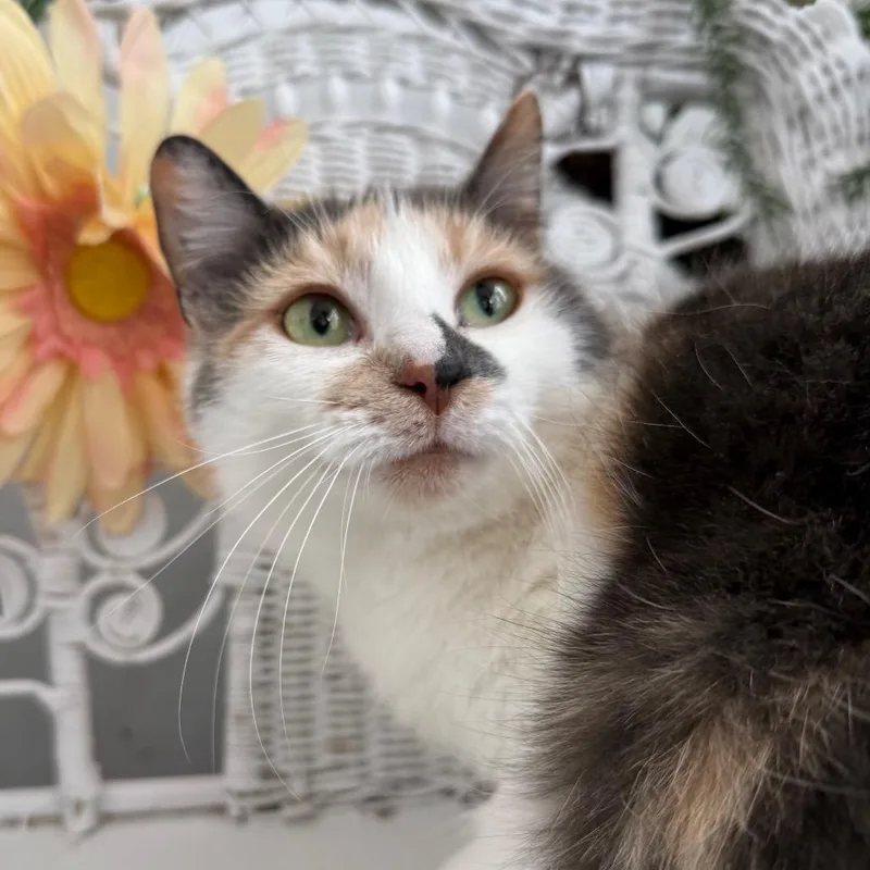 Kindred Spirit thumbnail 6