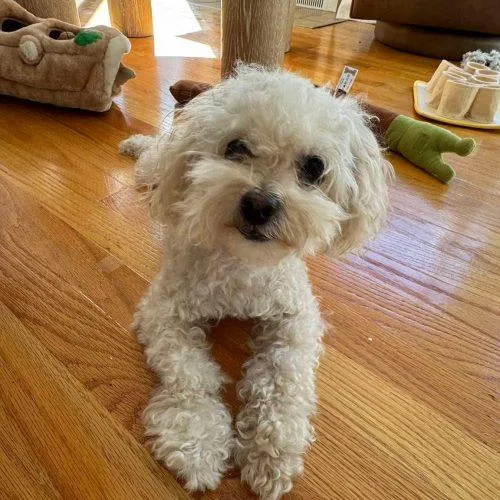 A young small-sized female Miniature Poodle dog named Thelma for adoption in Verona, NJ