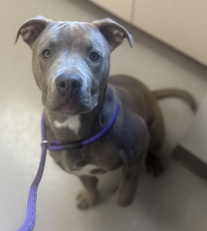 A young medium-sized male Brindle Pit Bull Terrier dog named Buckeer Hold for adoption in Canton, OH