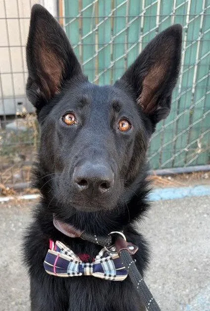 A young medium-sized female German Shepherd Dog dog named Kehlani for adoption in Woodland, CA