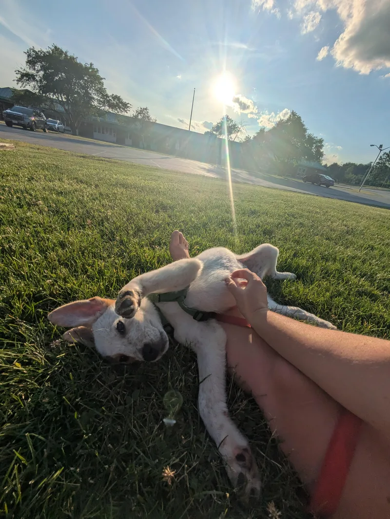 A baby medium-sized male Red / Chestnut / Orange Australian Cattle Dog / Blue Heeler dog named Jacob for adoption in Hempstead, NY