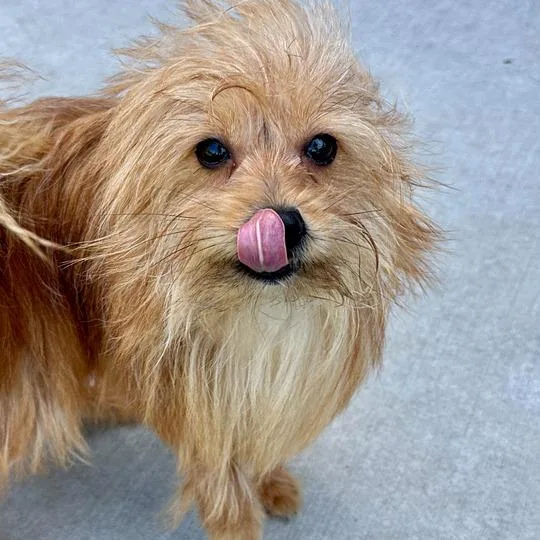 A young small-sized male Yellow / Tan / Blond / Fawn Yorkshire Terrier dog named Ace for adoption in Matteson, IL