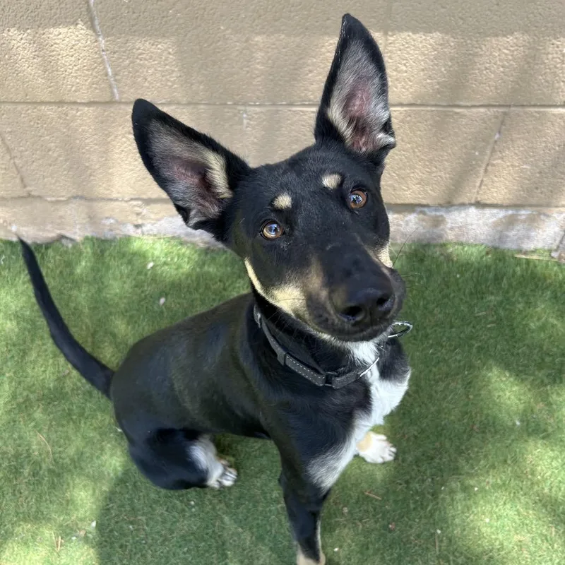 A young small-sized female Black Australian Kelpie dog named Zozo Butler Campus for adoption in Flagstaff, AZ