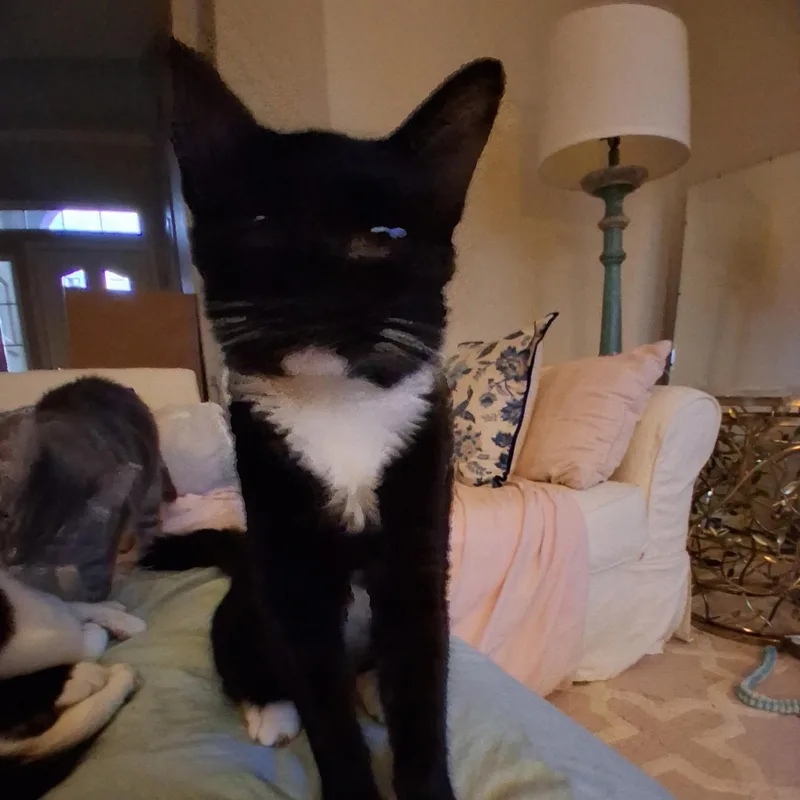 A baby small-sized female Black & White / Tuxedo Domestic Short Hair cat named Jackie for adoption in Antioch, CA