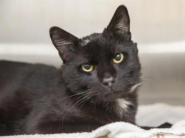 An adult medium-sized male Domestic Short Hair cat named Ollie for adoption in Phoenix, AZ