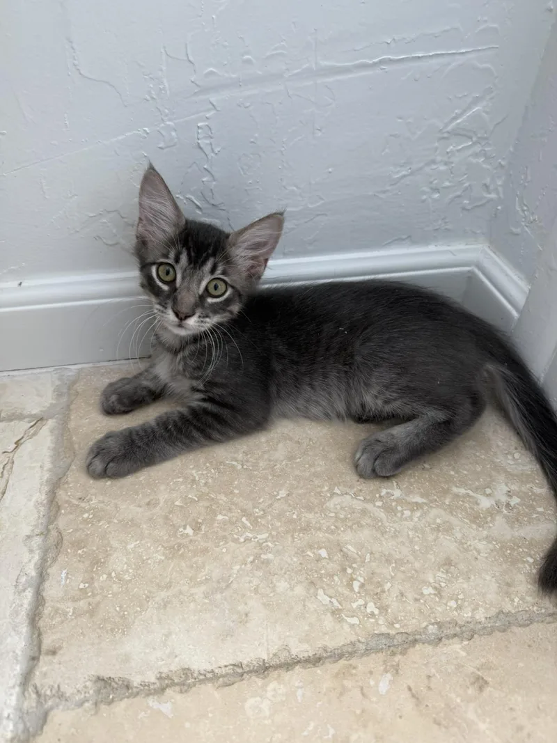 A baby small-sized male Domestic Medium Hair cat named Donner Ferguson Bonded To for adoption in Chandler, AZ