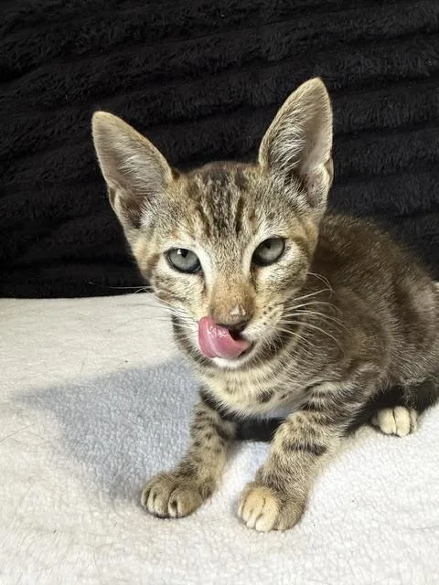 A baby small-sized female Tabby cat named Logan for adoption in Jefferson, LA