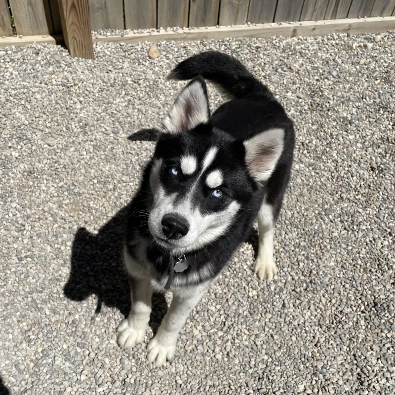 A baby medium-sized female Husky dog named Maggie for adoption in Oxford, MI